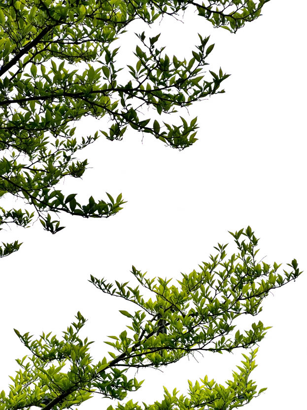The foreground branches isolated from the tower photograph