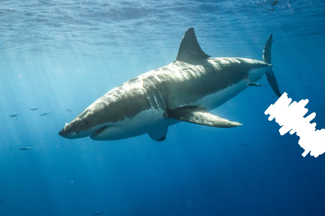 Underwater shark photo with a painted area at the right