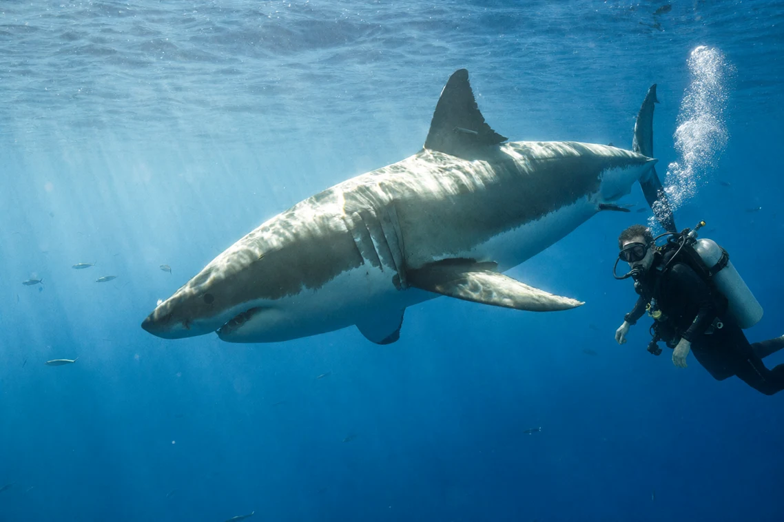 A diver added beside the shark in the underwater scene