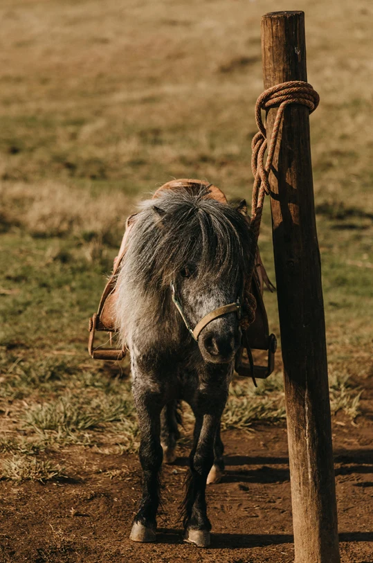 A pony standing beside a wooden post